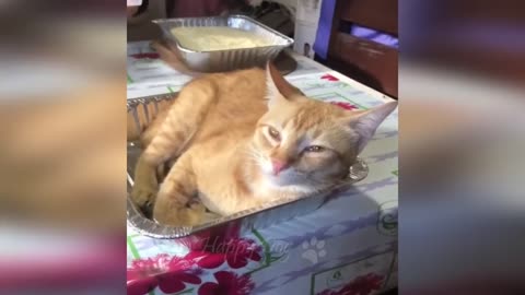 Funny animals - Funny cats _ dogs - Funny animal videos 272