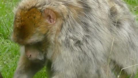 funny animals forest jungle birds monkeys petszone