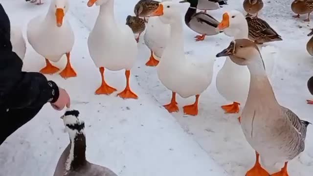 Birds Playing in Snow