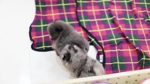 Pomeranian puppy