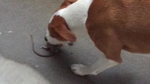 Pete finally catches a Rat in the backyard