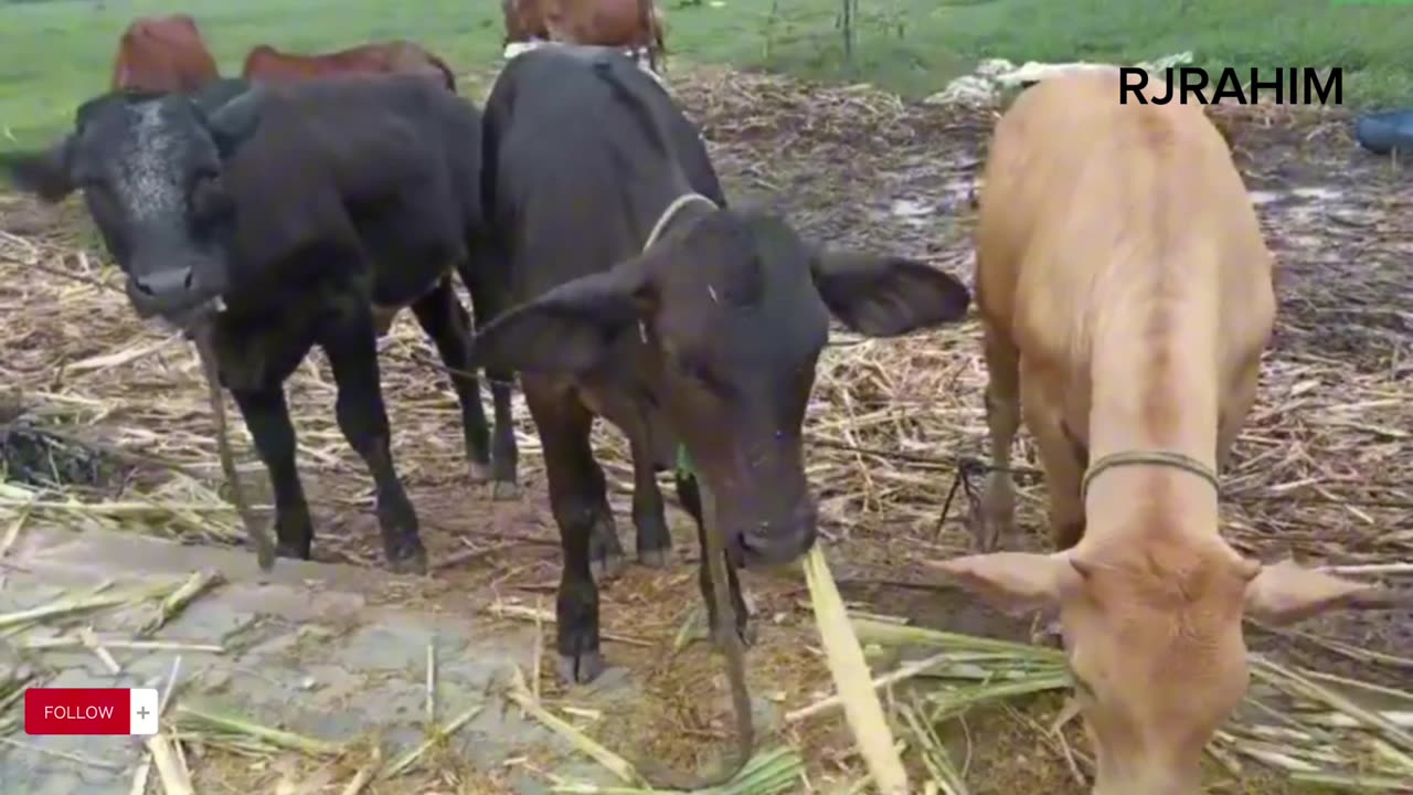 Cow Cute_ Cow Funny Videos