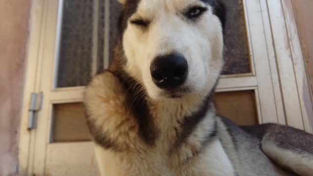 Husky loves to chill