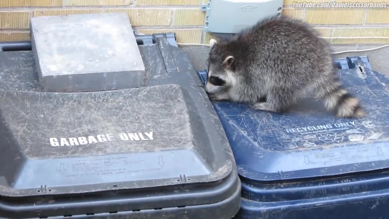 raccoons team up for daytime garbage bin raid. Toronto. July, 2015