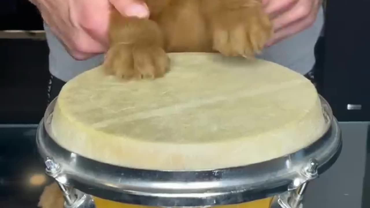 the dog drum so well