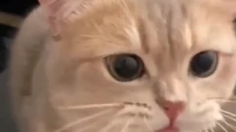 Cute baby cate voice