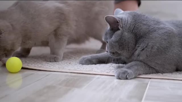 When you suck the cat cat thinking # cat