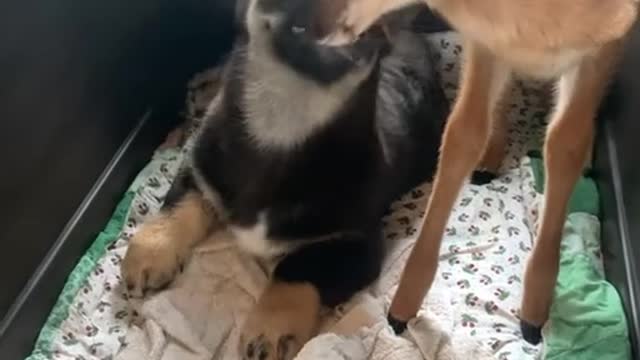 Little Chief the Pup Isn't Happy About Fawn in His Crate