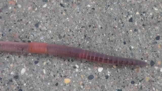 Earthworm (Lumbricus) Locomotion_Cut