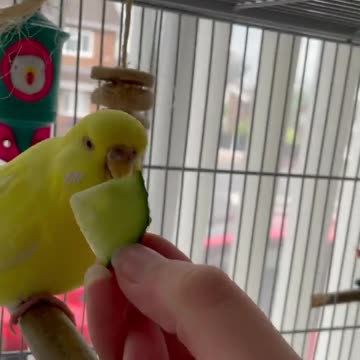 "Winging Delights: A Guide to Feeding Birds and Creating a Backyard Avian Paradise"