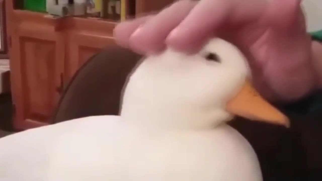 Petting white duck