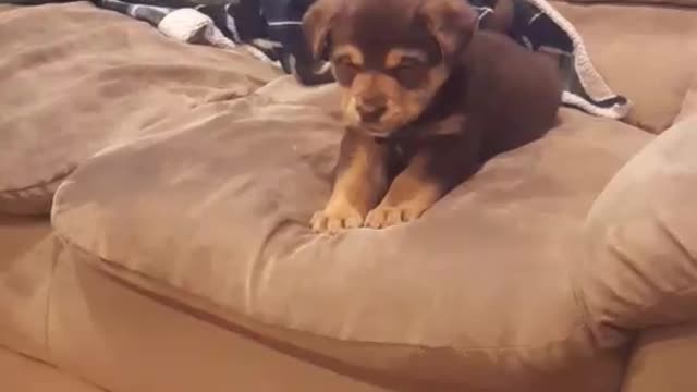Puppy Too Scared To Jump Down From Couch (TOO CUTE)