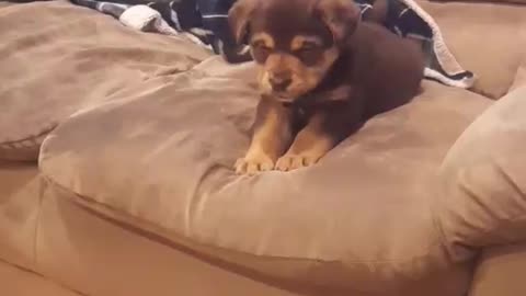 Puppy Too Scared To Jump Down From Couch (TOO CUTE)