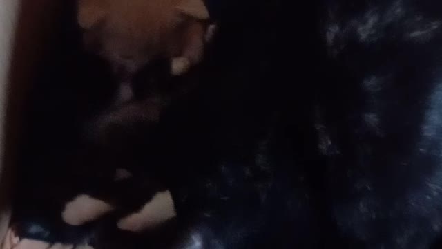 Kittens are doing well