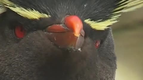 Rockhopper Penguins hop around instead of sliding on their bellies