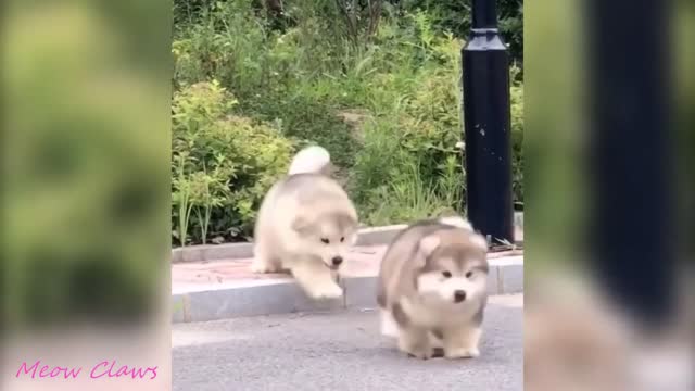 Baby Alaskan Malamute Cutest and Funniest Moments