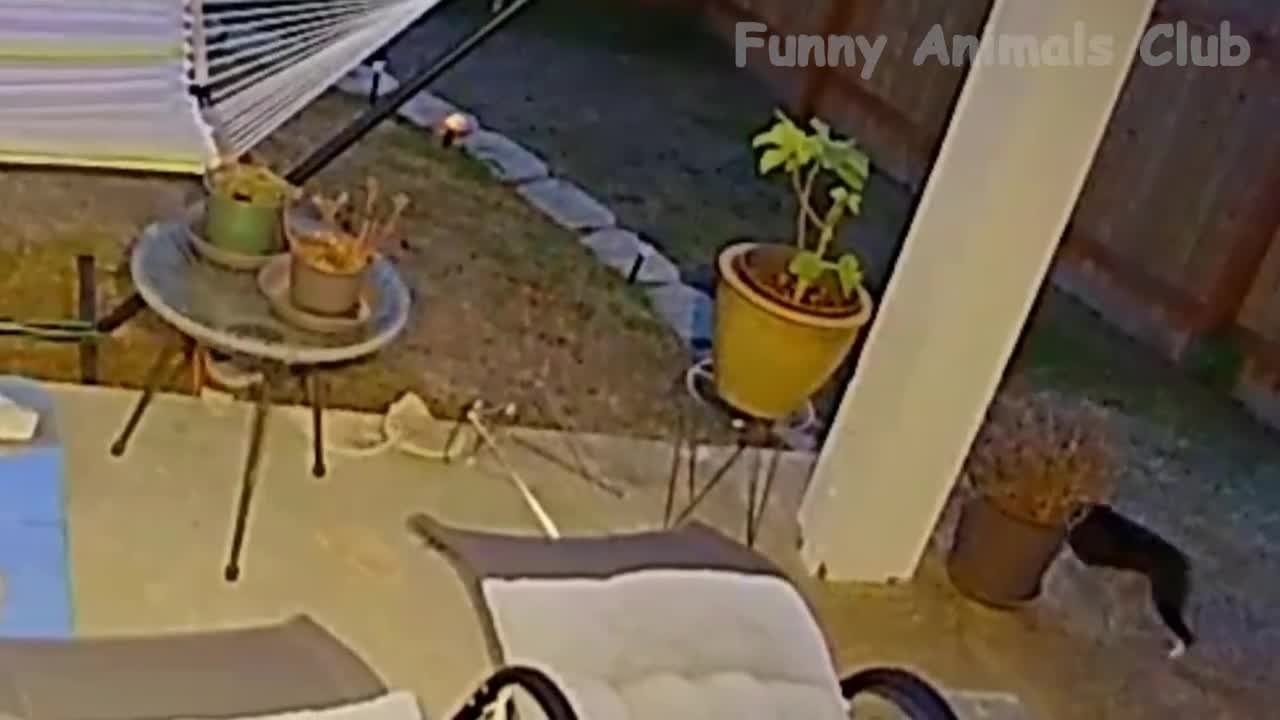 Funny Animal Videos 2022 π - Best Dogs And Cats Videos πΊπ #28