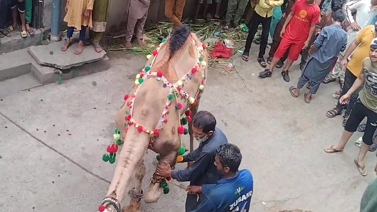 Eid Camel Qurbani | Mesmerizing Sacrifice Ritual