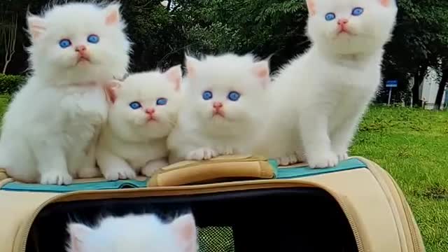 kindle of kittens