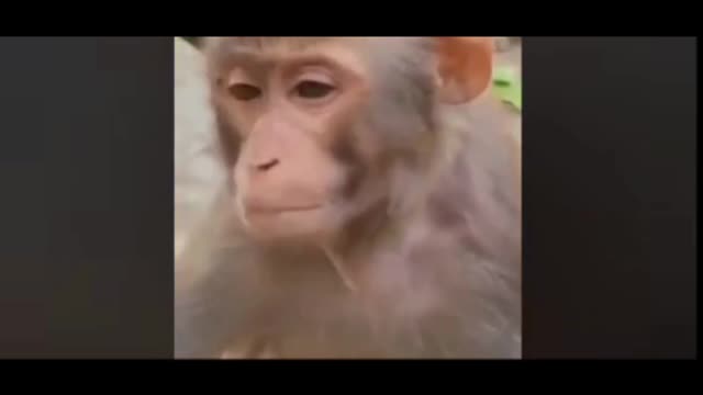 My monkey drink alcohol and dance like human