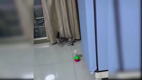 cute cat playing with toys