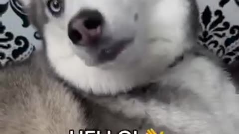 Cute Dogs