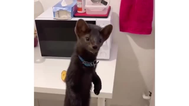 This animal is very cute and can make everyone happy when they see it