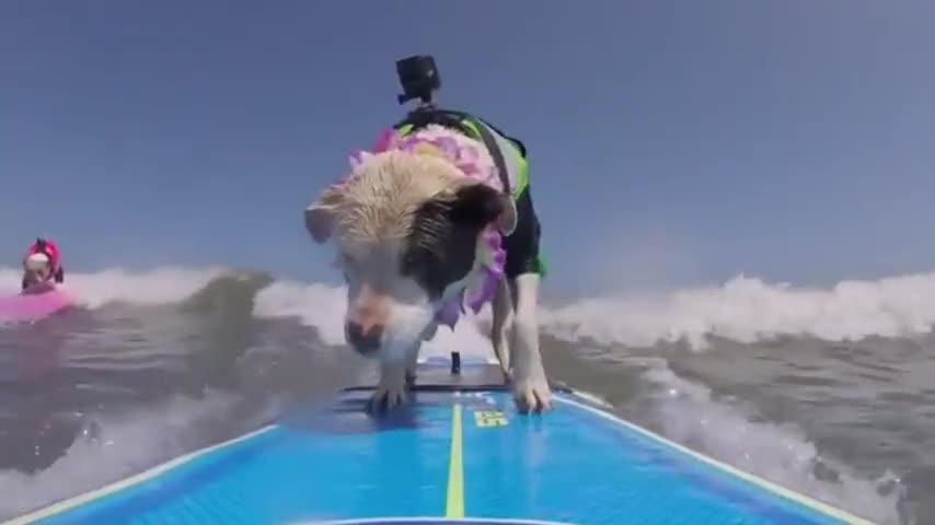 Dogs Go Surfing