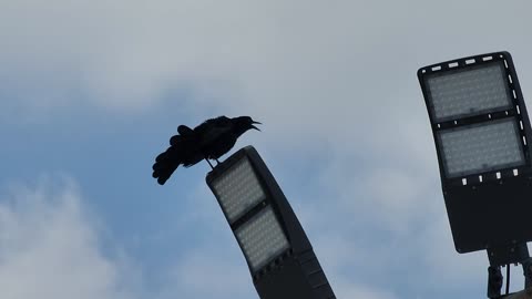 I LIKE BIRDS GO AND PROTECT THEM