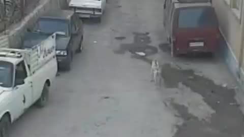 Dog playing with man