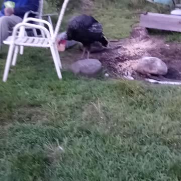 My pet turkey