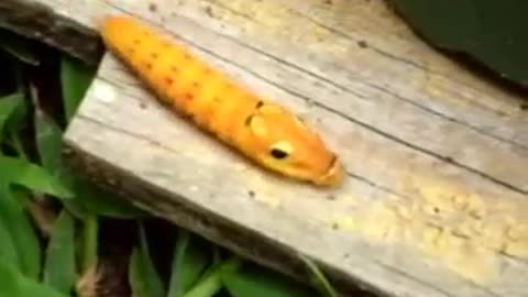 Beautiful Spicebush Swallowtail Spring Caterpillar!