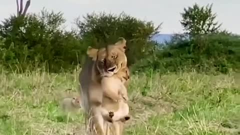 Wild animal Lion