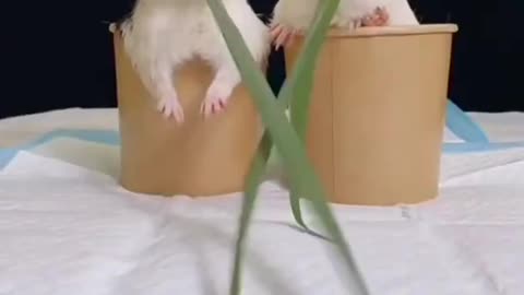 How adorable guinea pig look while eating