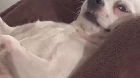 Funny Animals videos🐶🐱😁😁😁