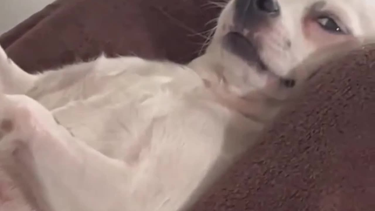 Funny Animals videos🐶🐱😁😁😁