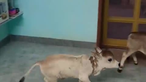 Funny video cow baby