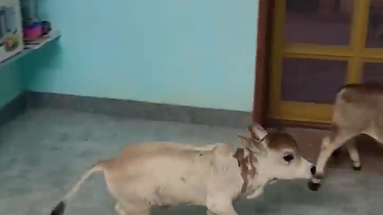 Funny video cow baby