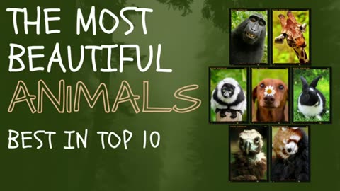 The most beautiful animals in the world