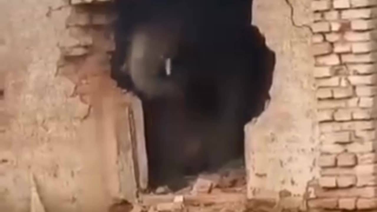 Wild elephant 🐘 destroy house