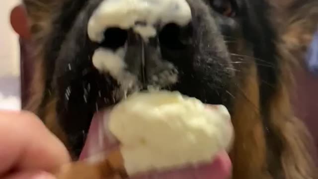 German Shepherd Puppy Demolishes Icecream