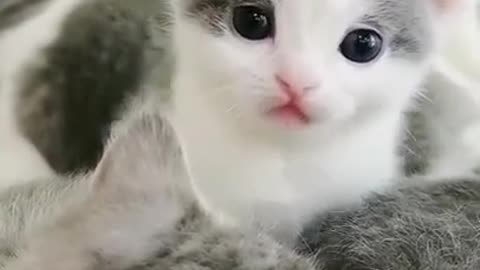 Cute 🥰 baby cats