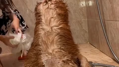 IT'S A PAMPERED DOG