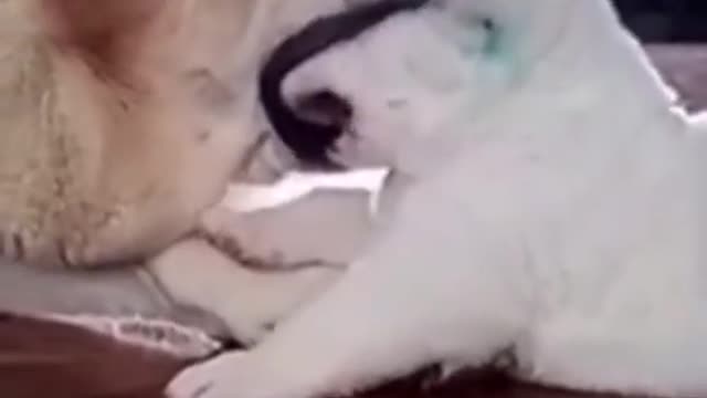 Bulldog Eats Puppy
