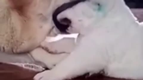 Bulldog Eats Puppy