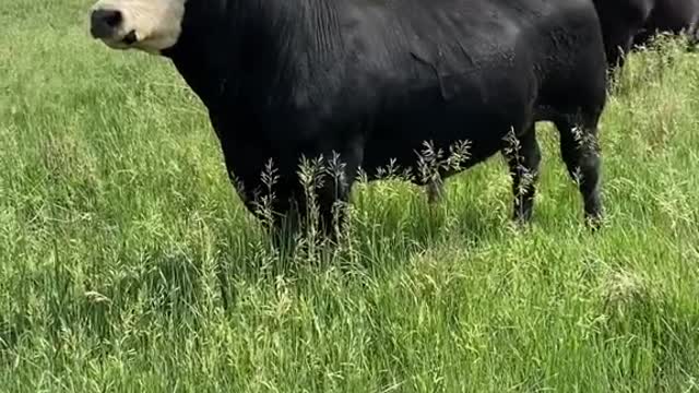 Last of the ladies delivered to L Train #kansas #ranchlife #cows #bull