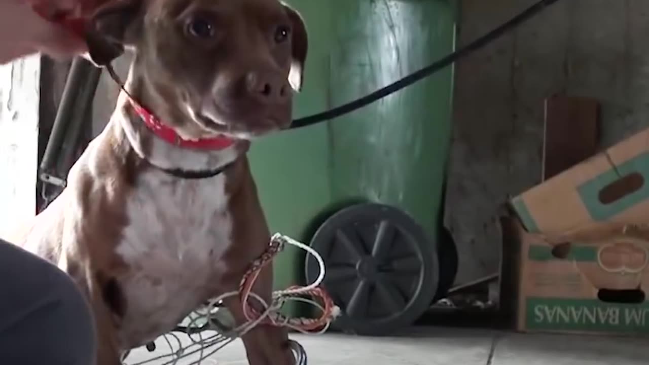 This Stray Pittie Just Made The Most Amazing Transformation | The Dodo