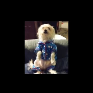 Pose for the camera cute puppy