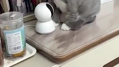 Funny and Cute Cat's Life. Cats and Owners are the best friends Videos part 4