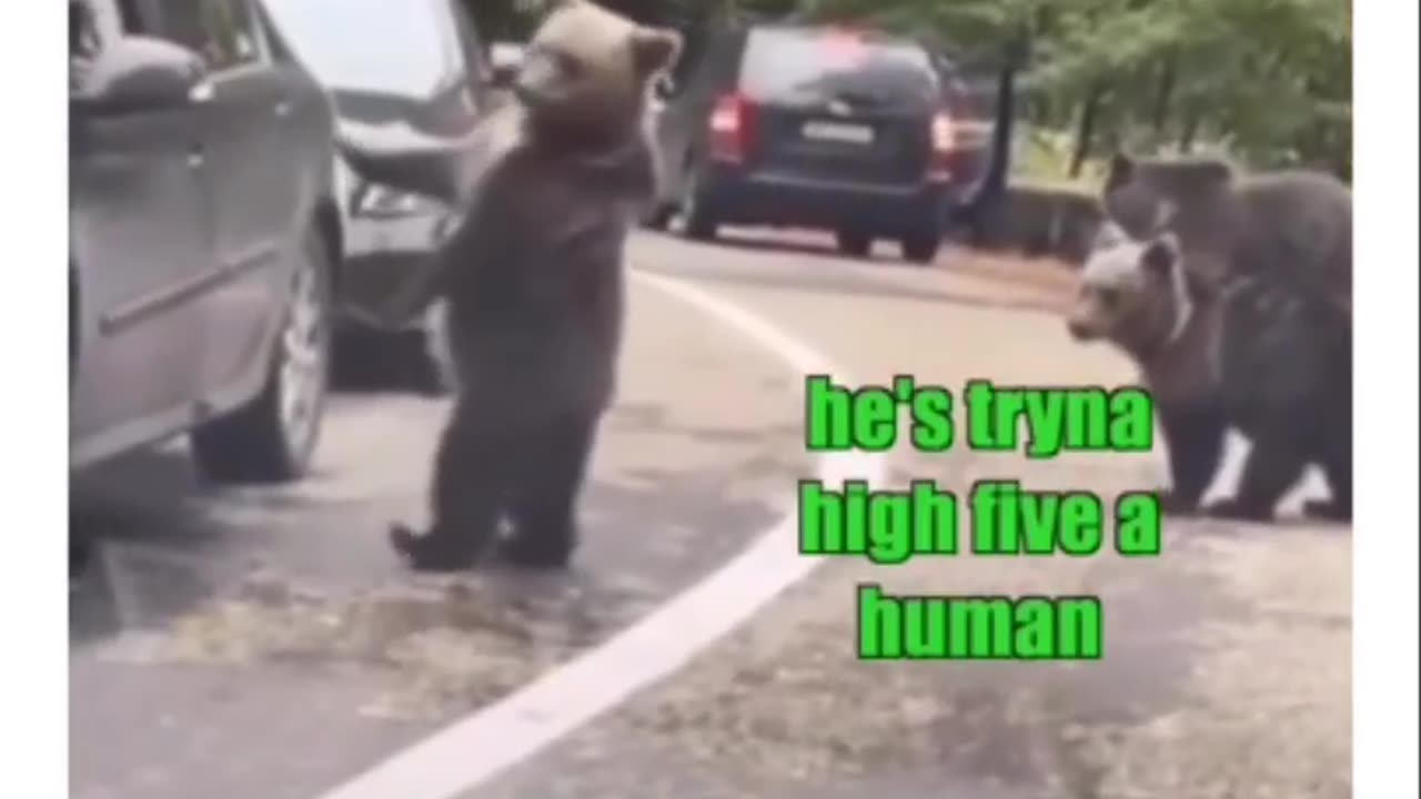 Funny bears